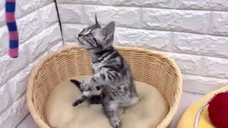 アメリカンショートヘアの動画01