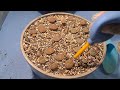 LITHOPS/ LIVING STONES/ HAUL/ HOW TO PLANT