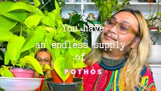 Multiply Your Pothos Without Spending a Dime | Propagating Pothos 3 Ways