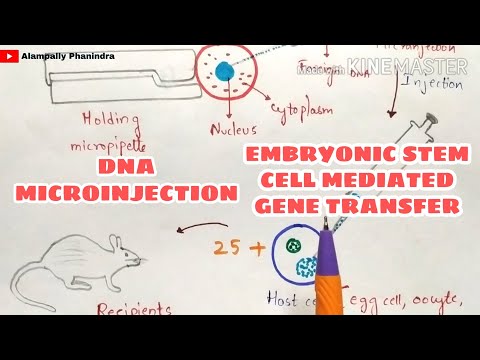 DNA microinjection | Embryonic stem cell mediated gene transfer | Gene transfer techniques