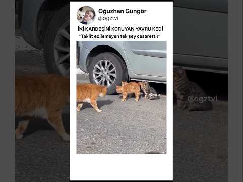 Cesur yürek
