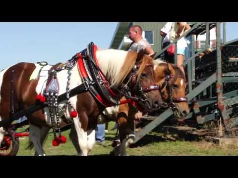 Koně v akci - Koně všem 2013