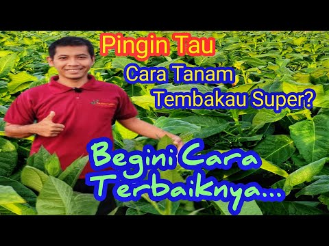 The Process of Growing Superior Tobacco. Quality maintained, Maximum results.