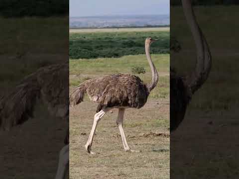 ostrich walking #wildanimals #shorts