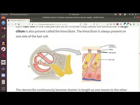 The Vestibular System