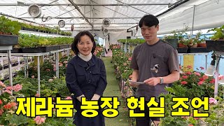 제가 제라늄 농장 할 수 있을까요?