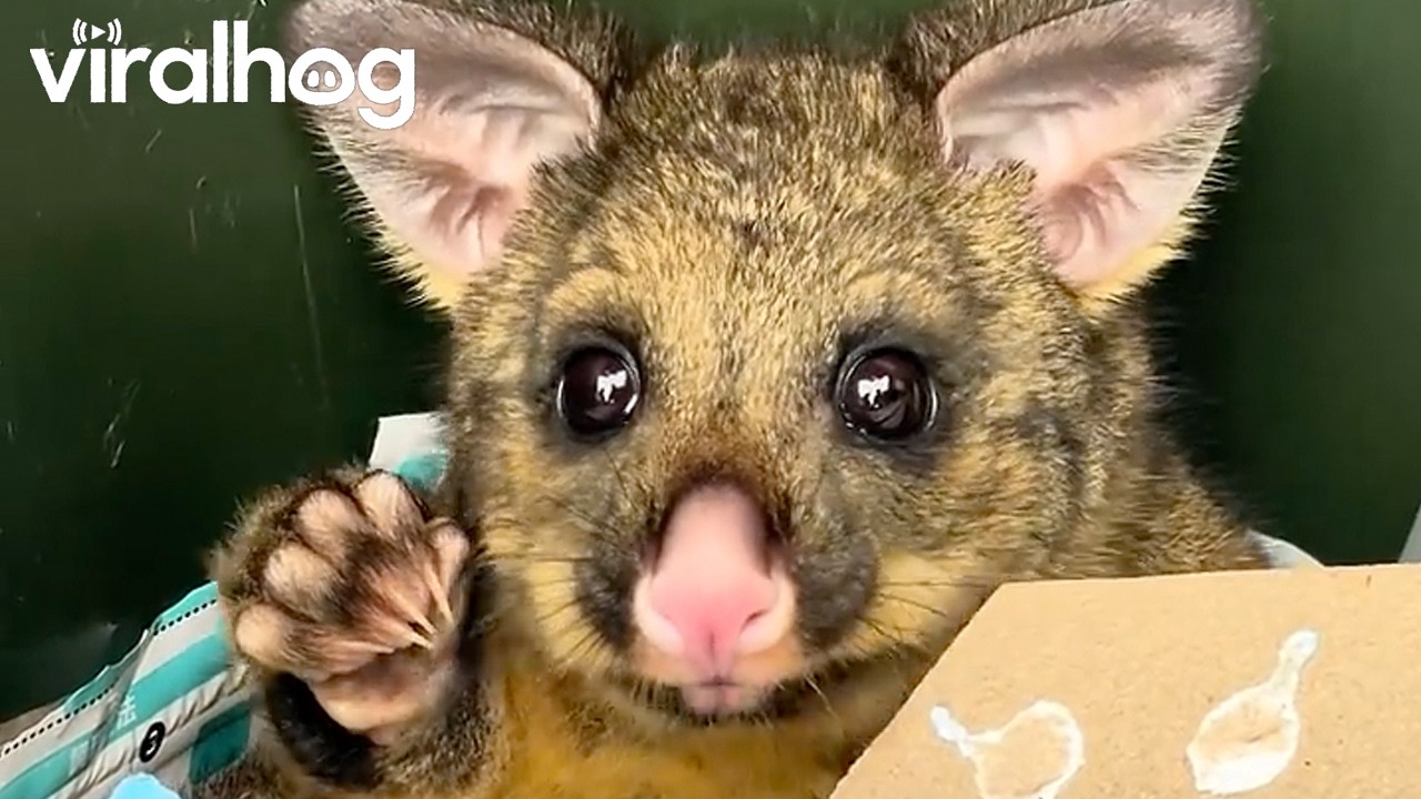 Found a Baby Bush Tail Possum in a Rubbish Bin || ViralHog
