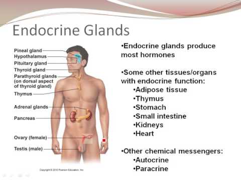 Chapter 16- INTRODUCTION TO THE ENDOCRINE SYSTEM