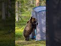 Good Morning Bear Animals Nature Wildlife