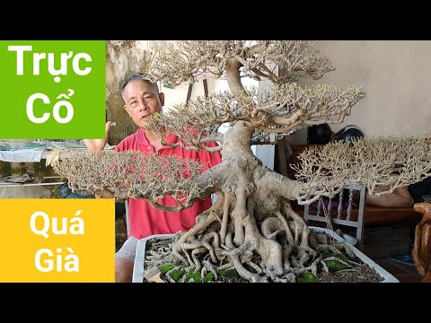 Tác Phẩm[ Trực Cổ Lùn ] Mời Anh Em Chiêm Ngưỡng    |  Dần Cây Cảnh