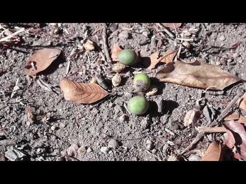 Você conhece a mirindiba? uma fruta do cerrado