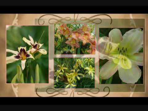 Wadana nasheed | ورد الجوري | Very addictive