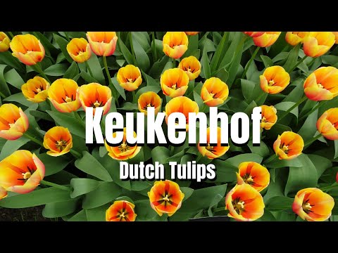 Keukenhof Botanical Garden | Tulips in Holland