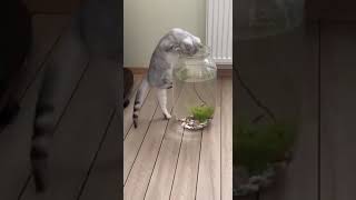 Stupid cat falls into narrow fish tank and gets stuck | CONTENTbible