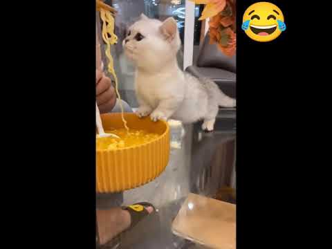 The cute cat trying to eating the girl's noodles from  the bowl😂😍 | cute animals | #shorts #ytshorts