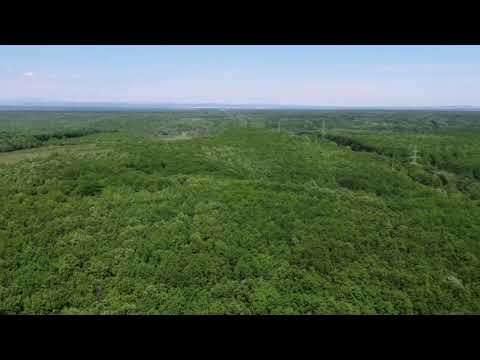 Flying above green forest in Dambovita.