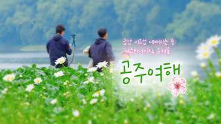 미르섬 샤스타데이지(공주 금강신관공원) 이미지