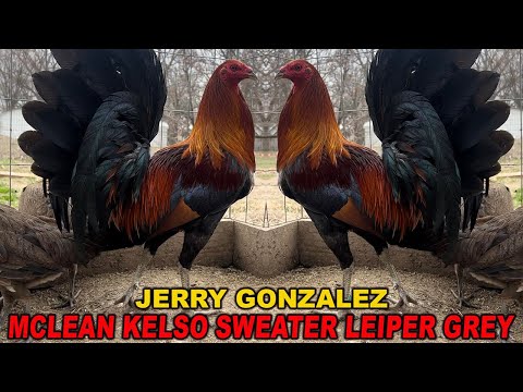 Jerry Gonzalez Yellow Leg Hatch Sweater Kelso Albany Roundhead SAG FARMS - Big Farm in Arkansas