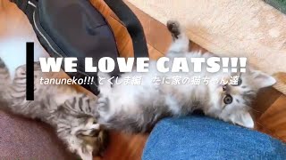 - 【たぬねこ#3】癒されすぎ注意! とくしま編