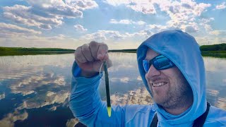 This Bait Catches 100s of Fish!