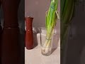 Revive your wilted green onions! - and grow more!! #shorts