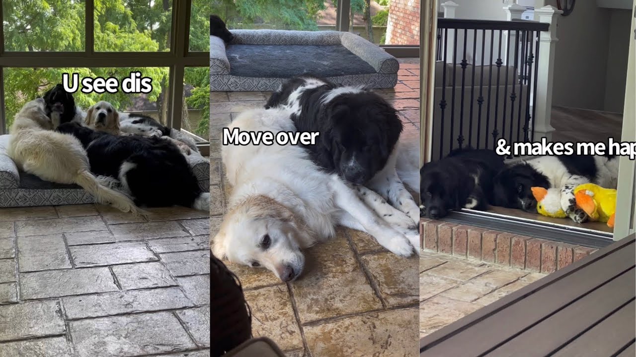 Friday Shenanigans With My Dogs