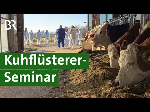, title : 'Körpersprache von Kühen: Erkennen von Kuh-Signalen für mehr Tierwohl | Kuh Doku | Unser Land | BR'