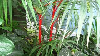 Cyrtostachys renda Red Sealing Wax Palm at Fairchild. Cyrtostachys renda Red Sealing Wax Palm at Fairchild.
