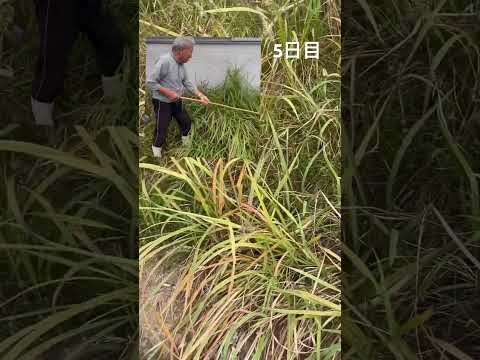 灰は雑草を殺しますか？実践的なヒントとアドバイス  庭園