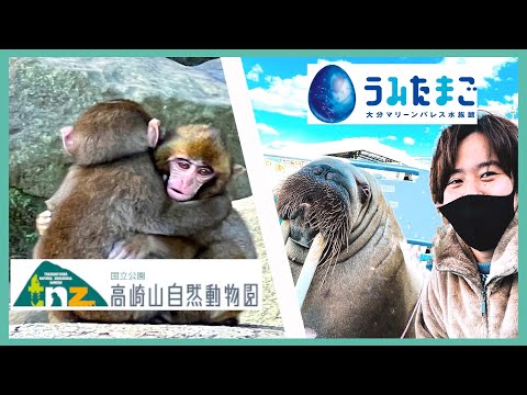 [Oita] Observe cómo se alimentan los monos en el Zoológico Natural de Takasakiyama y observe espectáculos de morsas, nutrias y delfines en Umitamago/ZOO de Oita