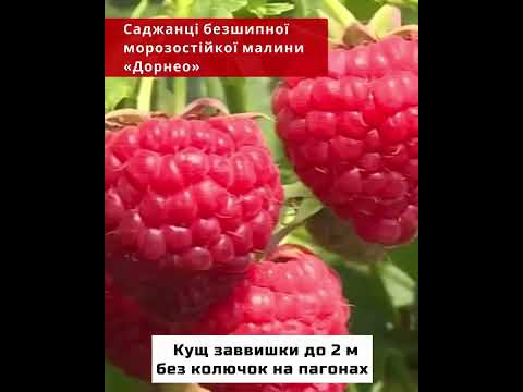 Dorneo 3 online video cutter com11