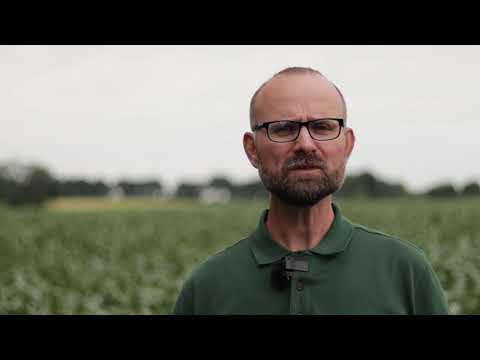 KWS Maisstorys 2021 - Wasserbedarf von Mais