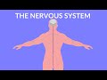 The Nervous System  | Video for Kids