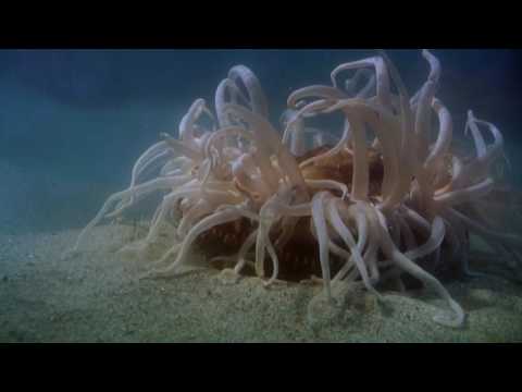 Shape of life - Cnidários (legendas em português)