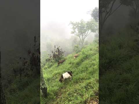 lekali!halka remailo🥰#nepal #nepali #himali #shorts #viral