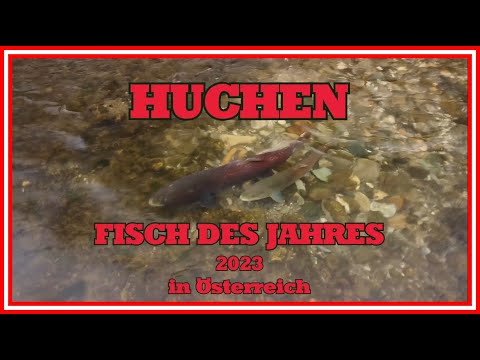 HUCHEN - FISCH DES JAHRES 2023