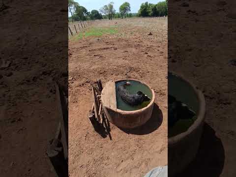 calorão bruto aqui em são Miguel do Araguaia GO tá doido #gado #fazenda #vidanaroça #bordercollie