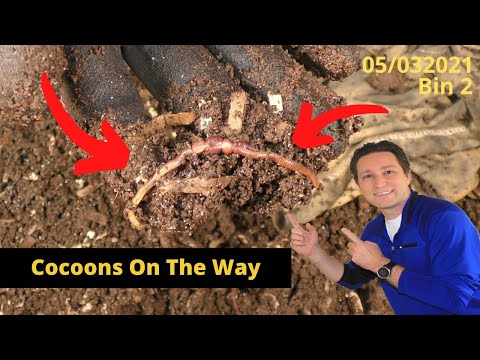 10 Gallon Worm Bin #2 Making Cocoons! 05/03/2021