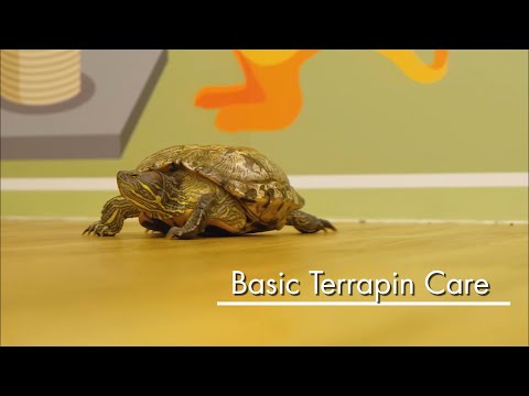 Basic Pet Care: Terrapin