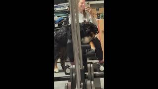 Needy Dog! Trying to work out with a Bernese mountain dog