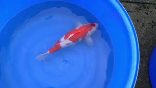 video van Nidan Kohaku 2306012