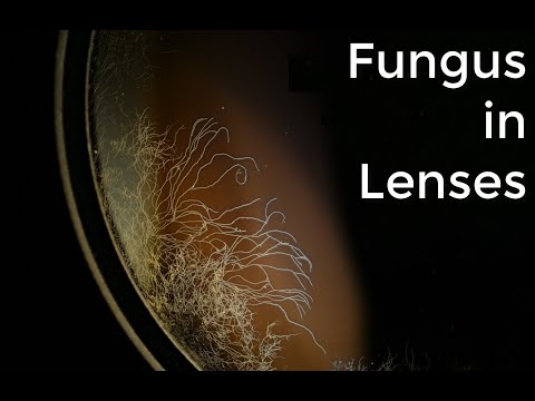 Lens Fungus : Another view