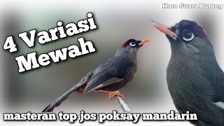 Download lagu 4 Fariasi Mewah Poksay Mandarin _Masteran Poksay Pilihan pancingan Ampuh mp3 Download lagu 4 Fariasi Mewah Poksay Mandarin _Masteran Poksay Pilihan pancingan Ampuh mp3
