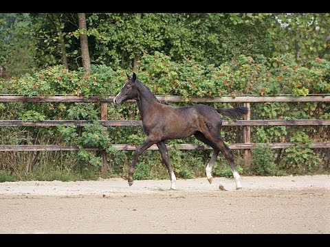 1. Holsteiner ONLINE-Fohlenauktion | Nr. 4 v. Casall - Contender
