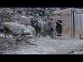 Dogo Canario - Faina de la Isla de los Volcanes I Dogo Canario - Faina de la Isla de los Volcanes I