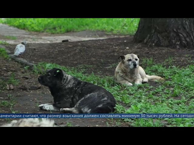 В Госдуме предложили в 10 раз увеличить штрафы за выброшенных собак