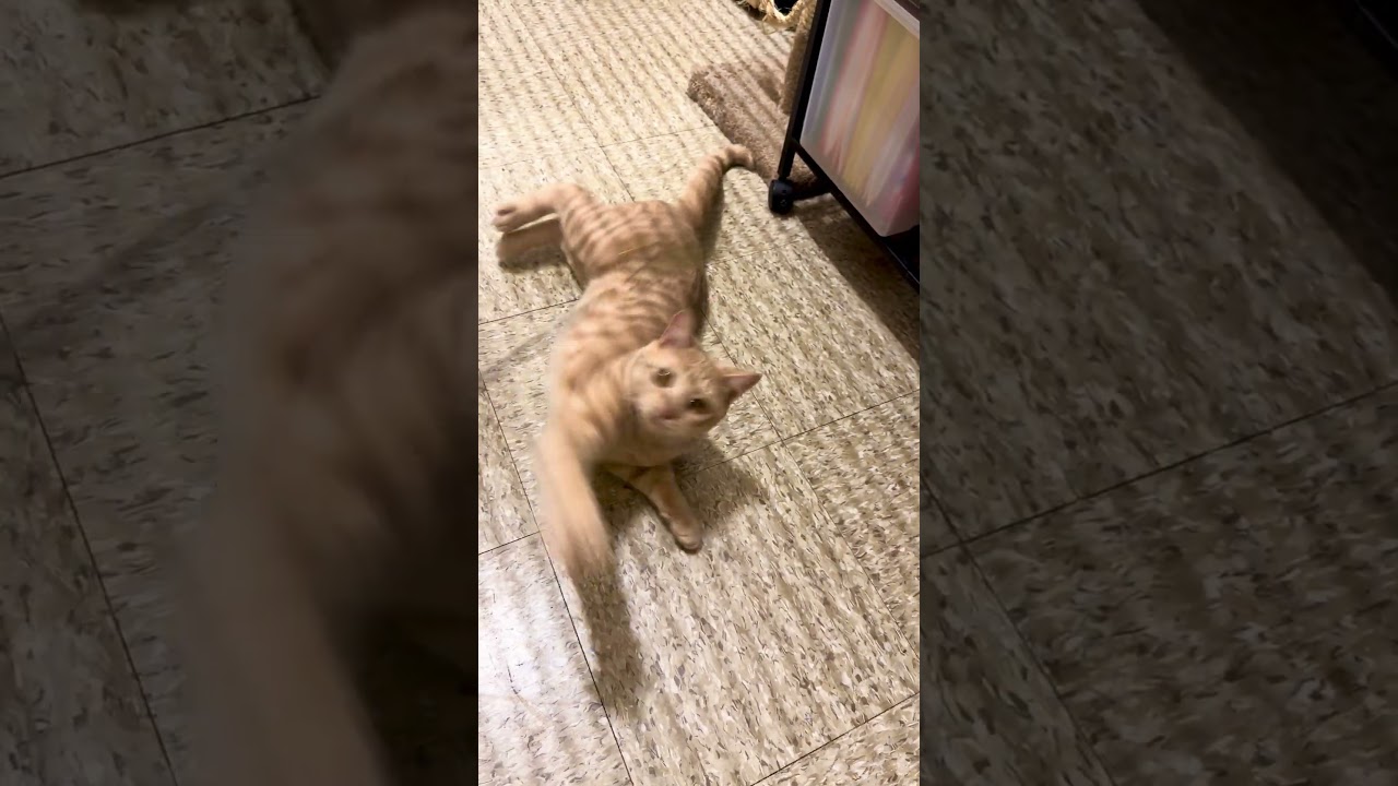 Simba, an adopted Domestic Short Hair in Worcester, MA video 6/6