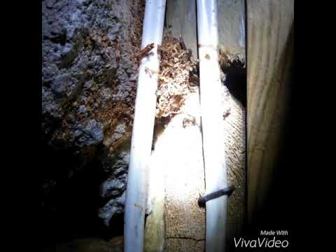 Carpenter Ants Discovered in Oakurst, NJ home