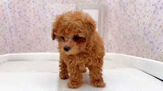 トイプードルの動画01