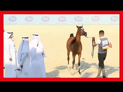 UAE National Arabian Horses Championship4-7November 2020 بطولة الامارات الوطنية لجمال الخيول العربية